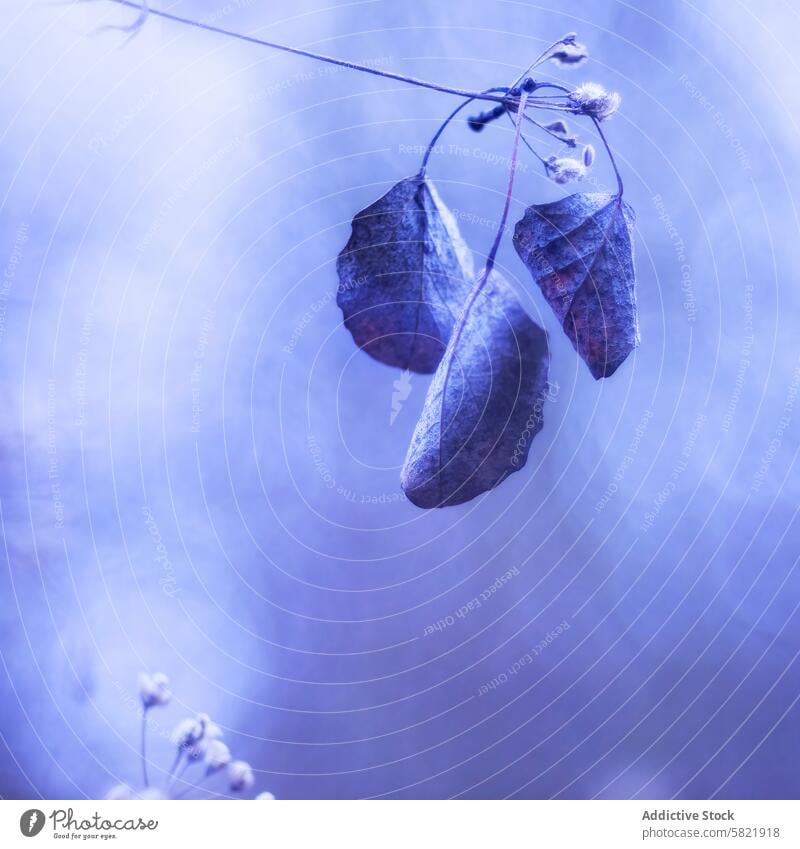 Ethereal Blue Leaves and Soft Floral Background blue leaves floral background soft ethereal serene tranquility delicate nature dreamy artistic composition