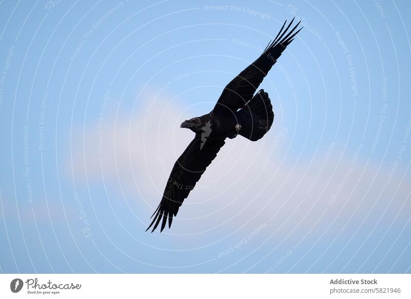 Majestic raven soaring high in the twilight sky bird flight wing glide elegant majestic evening nature wildlife black feather airborne silhouette freedom