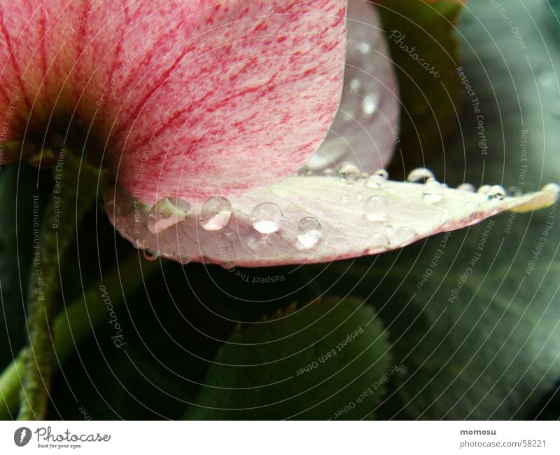 taupe beads Christmas rose Leaf Blossom Spring Rope Detail