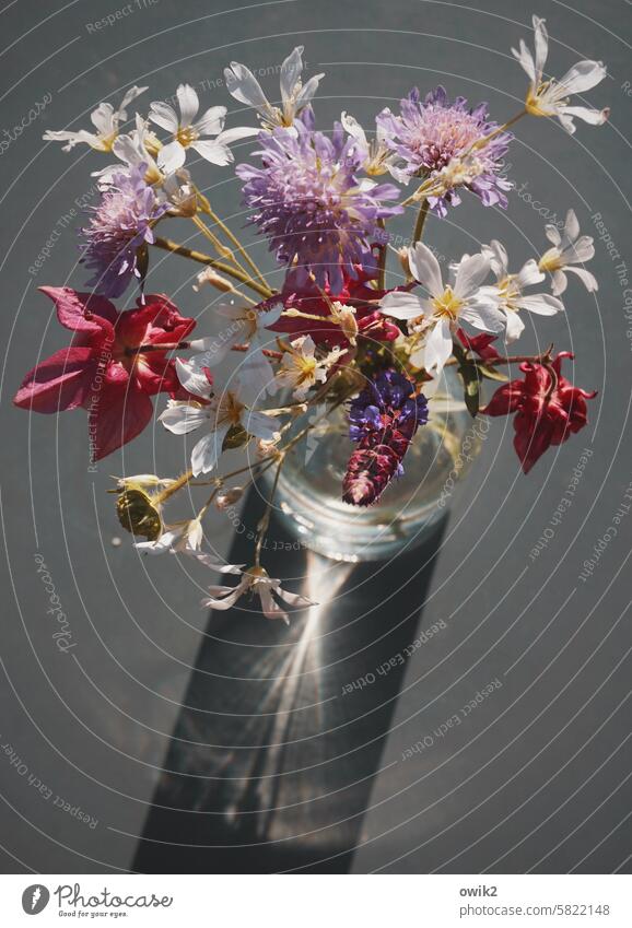 Spring bouquet in front of gray flowers Bouquet Vase bunch of flowers Picking flowers Blossom Flower Decoration Still Life Fresh Garden Picked meadow flowers