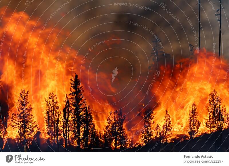 Forest fire. Wildfire. Fire that burns the entire forest with its hot fire flames. Problem that increases with the droughts of recent years. Fires that affect places such as Canada and the USA. Smoke.