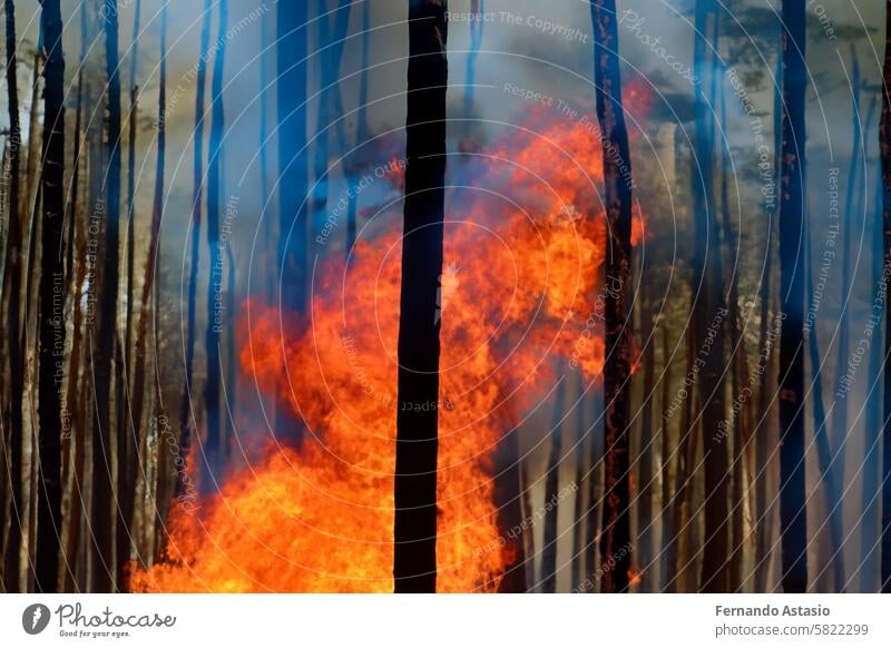 Forest fire. Wildfire. Fire that burns the entire forest with its hot fire flames. Problem that increases with the droughts of recent years. Fires that affect places such as Canada and the USA. Smoke.