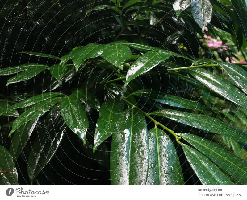 Eight days of rainy weather Rain Nature Leaf Plant Green Wet Rainy weather Weather Bad weather Water Drops of water raindrops Damp Deserted Cold Reflection