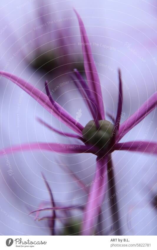 Up close stars Sámen pink purple Flower ornamental garlic Garden Plant Close-up macro allium floral