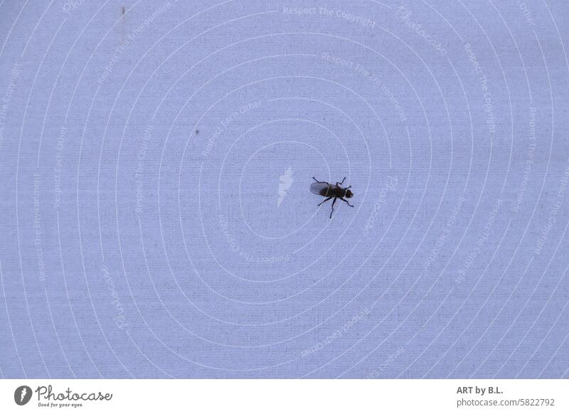 A fly Animal Insect Fly solo by oneself Minimalistic animal world background Flying flight