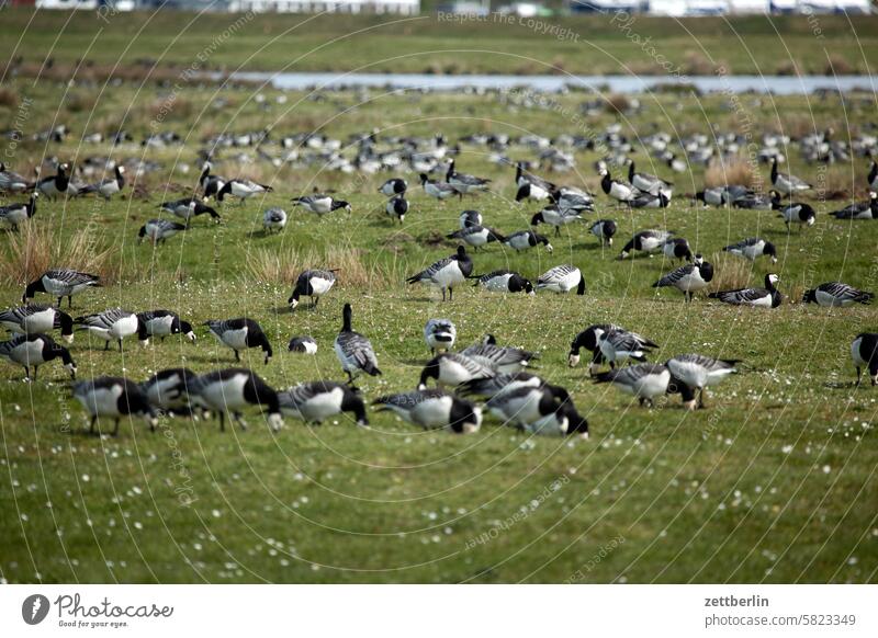 Hiddensee - White-fronted geese holidays Spring greaves Island kloszer Mecklenburg Ocean MV nezuendorf Baltic Sea voyage Summer Sun Beach Tourism vacation Vitte