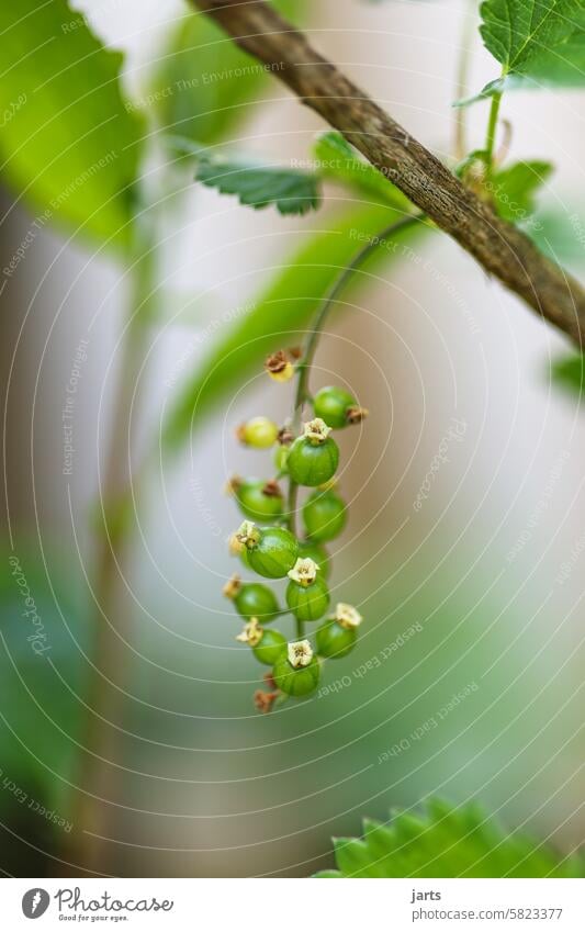 Currants not yet ripe Redcurrant Green Immature bloom Spring spring Garden Close-up Nature Plant Fruit Berries Nutrition Healthy Eating Growth Vegetarian diet