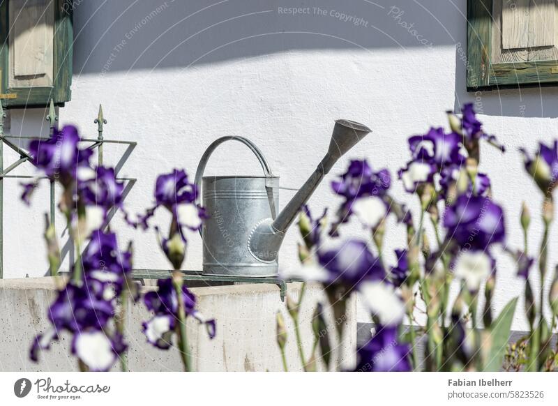 Tin watering can in the garden Watering can Cast Garden Country  garden Germany