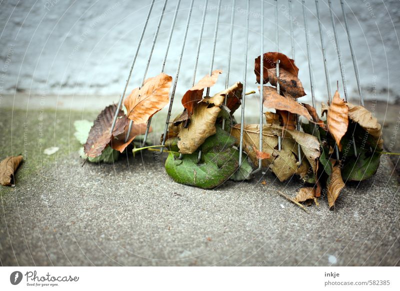 autumn foliage remnants Gardening Autumn Leaf Autumn leaves Clean Emotions Diligent Orderliness Effort Rake Sweep Colour photo Multicoloured Exterior shot