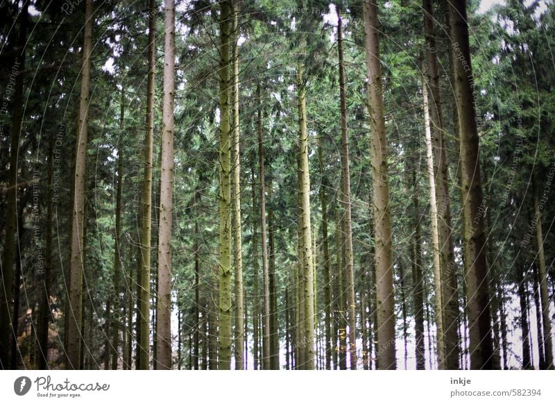 dark forest Environment Nature Autumn Tree Tree trunk Forest Coniferous forest Stand Growth Tall Long Brown Green Emotions Narrow Side by side Parallel