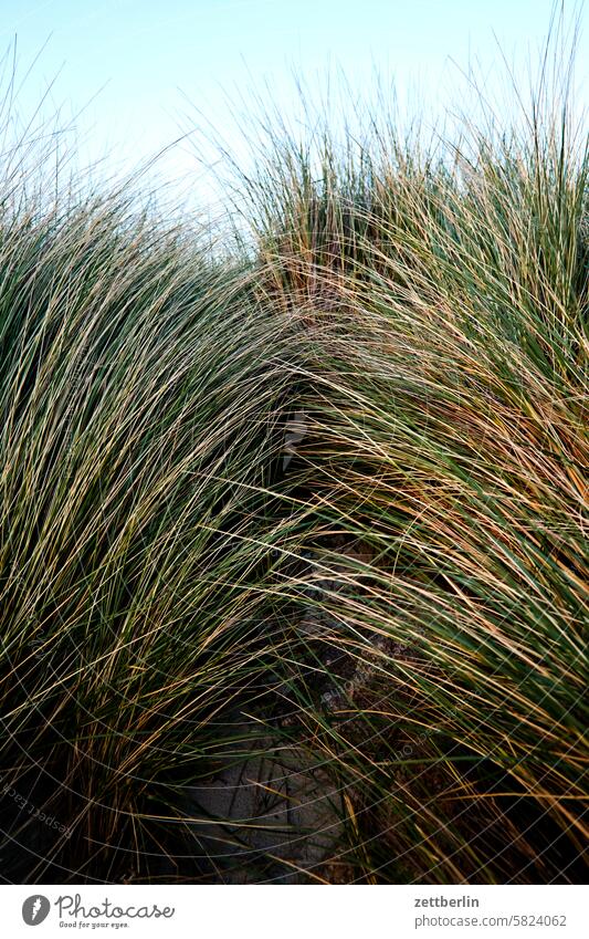 Hiddensee - marram grass holidays Spring greaves Island Mecklenburg Ocean MV Baltic Sea voyage Summer Sun Beach Tourism vacation Vitte pre-Pomerania Sandy beach