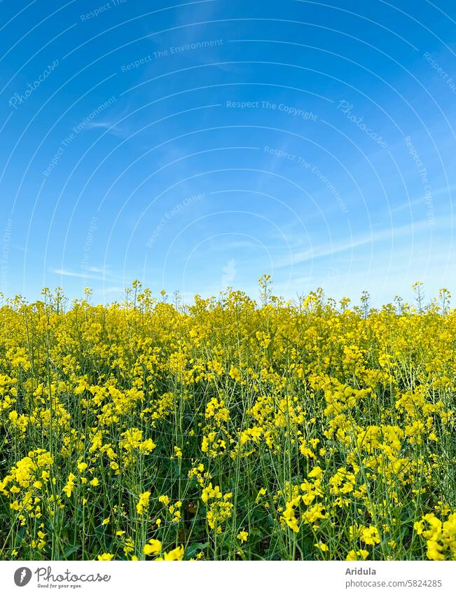 Rape field under a blue sky Canola Oilseed rape flower Canola field Rapeseed oil Blossom Yellow Agricultural crop Field Agriculture Oilseed rape cultivation