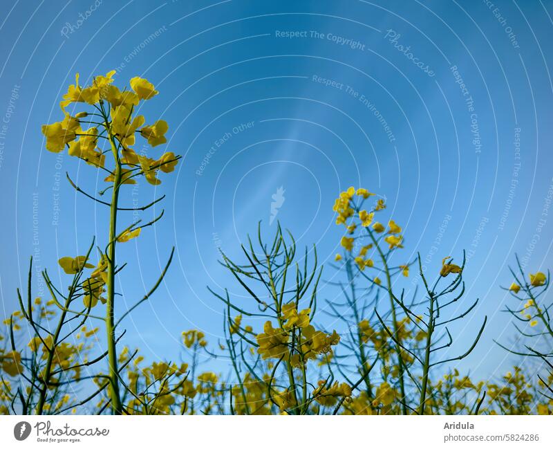 Rapeseed blossoms against a blue sky Canola Oilseed rape flower Canola field Rapeseed oil Blossom Yellow Agricultural crop Field Agriculture