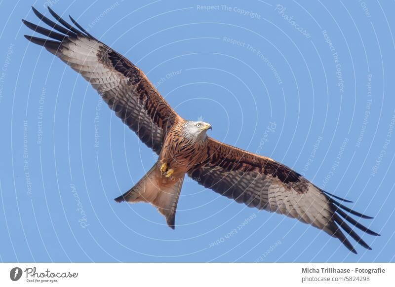 Flying red kite Red Kite Red kite milvus milvus Bird of prey Head Beak Eyes Grand piano feathers plumage Claw Sky Wing span flapping Circle Wild bird Animal