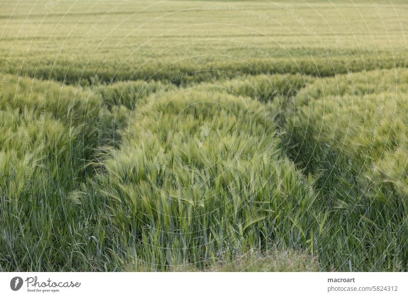 Grain field with ears of barley Barleyfield Ear of corn Grannen long Green spring Agriculture Landscape Monoculture Growth cereal cultivation Close-up