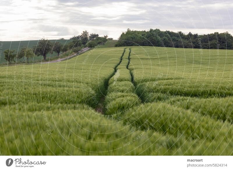 Grain field with ears of barley Barleyfield Ear of corn Grannen long Green spring Agriculture Landscape Monoculture Growth cereal cultivation Close-up