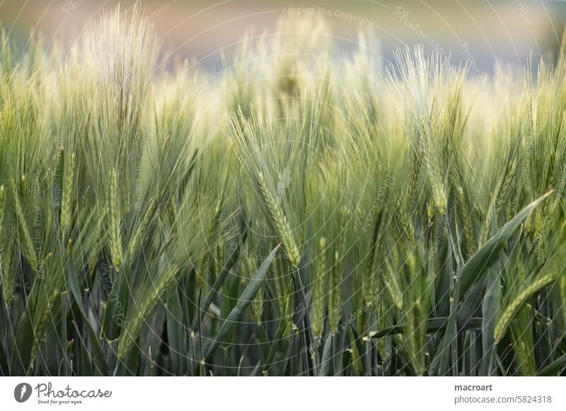 Grain field with ears of barley Barleyfield Ear of corn Grannen long Green spring Agriculture Landscape Monoculture Growth cereal cultivation Close-up