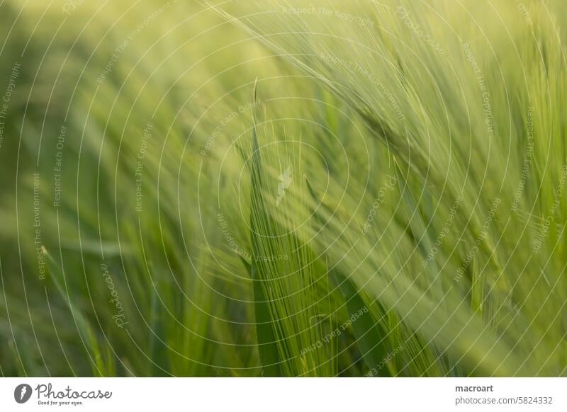 Grain field with ears of barley Barleyfield Ear of corn Grannen long Green spring Agriculture Landscape Monoculture Growth cereal cultivation Close-up