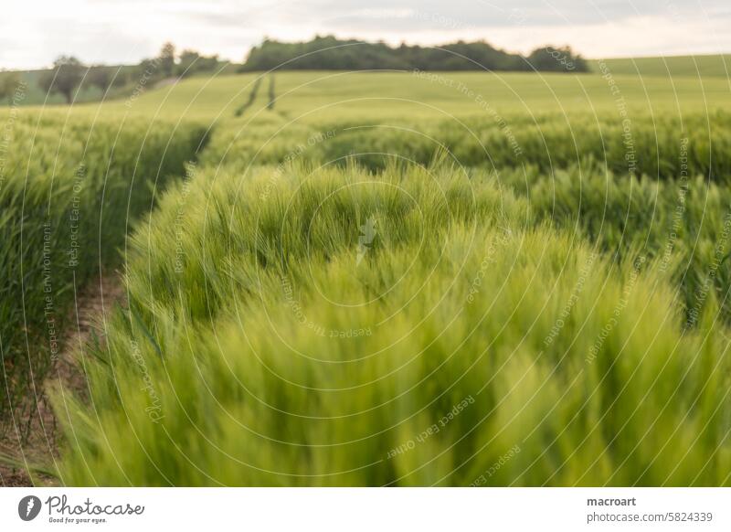 Grain field with ears of barley Barleyfield Ear of corn Grannen long Green spring Agriculture Landscape Monoculture Growth cereal cultivation Close-up