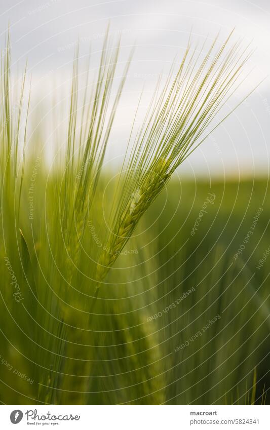 Grain field with ears of barley Barleyfield Ear of corn Grannen long Green spring Agriculture Landscape Monoculture Growth cereal cultivation Close-up