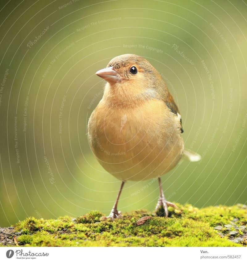 woman Nature Animal Autumn Plant Moss Wild animal Bird Chaffinch 1 Small Curiosity Yellow Green Colour photo Multicoloured Exterior shot Deserted