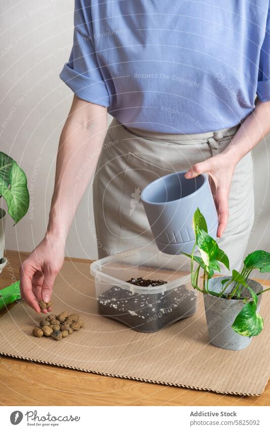 Indoor gardening: Woman replanting houseplant at home indoor woman horticulture pot tabletop care interest hobby soil cultivation nature environment growth