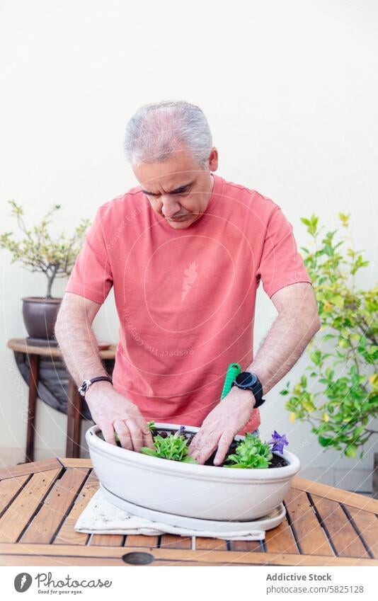 Senior man planting herbs in container on outdoor table senior gardening hobby wooden focus cultivation planter white pink shirt diligent hobbyist nature green