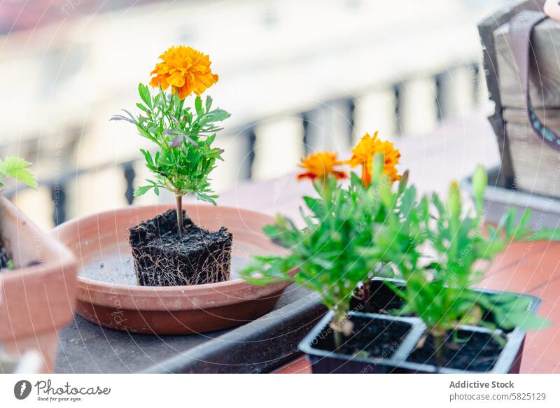 Vibrant marigolds in pots on balcony ready for planting flower soil root garden sunlight outdoor orange green leaf grow flora nature spring bloom fresh vibrant