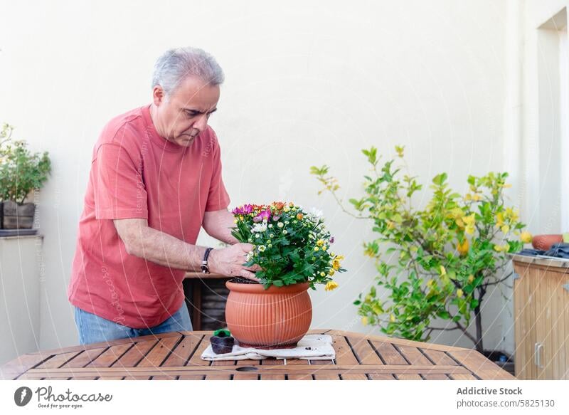 Senior man gardening on a sunny day flower pot outdoor senior mature sunlight table wood lush greenery red shirt pruning care hobby activity terrace nature