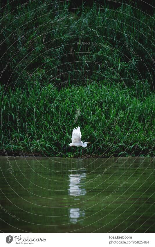 Eastern Great Egret bird flying along the reed of the river Kinabatangan in Sukau, Malaysia great egret animal wildlife no people animals in the wild landscape