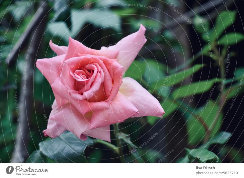 rose pink Pink Plant Flower plant world Nature Blossom Colour photo Exterior shot Garden Summer Blossoming Rose blossom Rose leaves