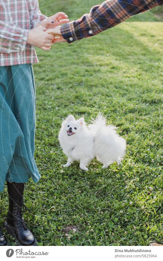 candid photo of a white spitz dog or puppy on green lawn in park looking at unrecognizable people Dog Puppy Animal portrait Pet Cute Mammal Purebred