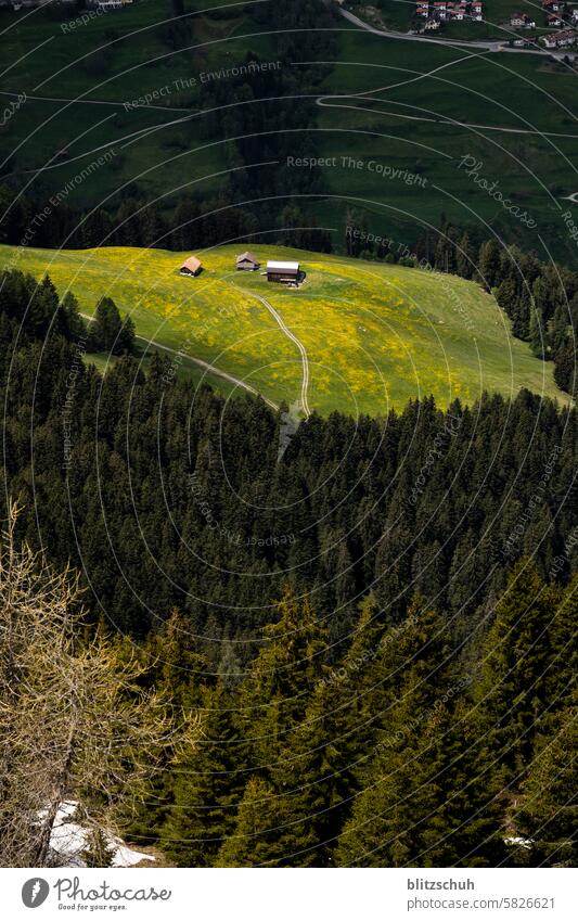 Alp in the sunlight with dandelion meadow Dandelion Flower Nature Meadow Plant Green Summer Spring Yellow Environment naturally Grass Deserted Sunlight