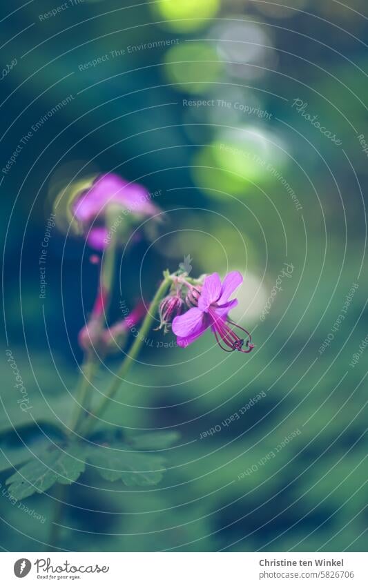 Pink flowers in the garden blossoms pink flowers Geranium Spring Nature Blossoming Plant shrub Ground cover plant Flowering shrub Close-up blurriness naturally