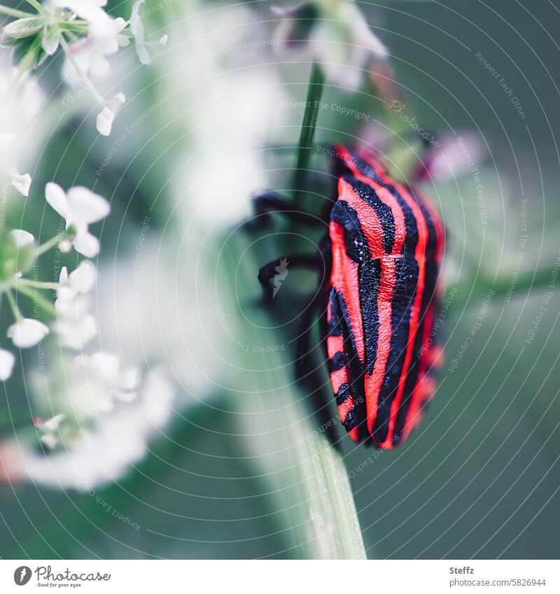 Stripe bug on an umbel flower striped bug Bug stripe pattern plant suckers Striped Red Crawl Shield bug Warning coloring Apiaceae Deterrent effect deterrent