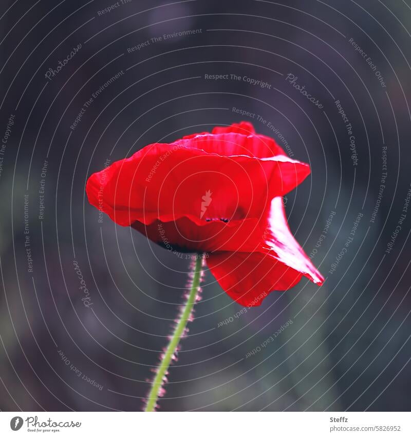 the poppy on Monday with momentum Poppy Poppy blossom Flower Blossom Red Swing Spirited red poppy Meadow flower poppy day Mo(h)nday poppy flower spot of colour