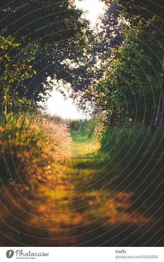 a forest path under the canopy Forest Trail Leaf canopy off Footpath Edge of the forest forest bath Shaft of light enchanted Clearing Mysterious book cover