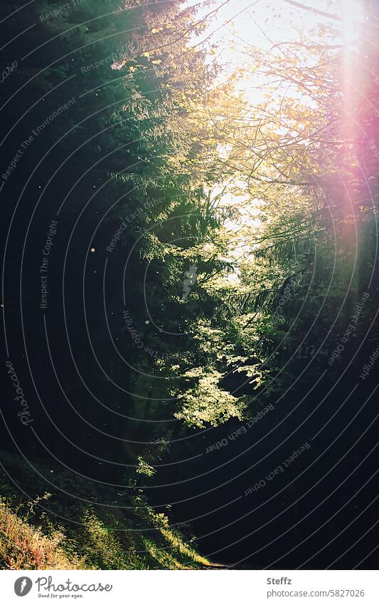 Light in the dark forest Forest Shaft of light enchanted Mysterious Shadow tranquillity Calm Forest walk darkness Sunlight Beam of light Green Dark somber