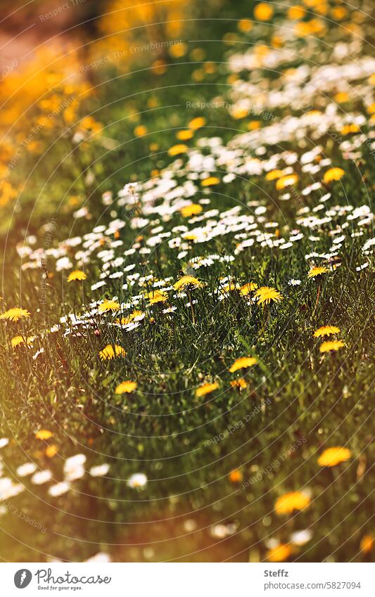 Blooming spring meadow in warm sunlight uncontrolled growth Dandelion Daisy spring flowers blossom Dandelion field wild flowers wild plants Wild flowers Yellow