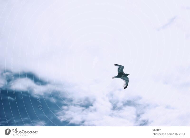 Gull in the sky Seagull Sea bird Flight of the birds Cloud cover Bird sky image Air Freedom Blue Flying Wild bird seagull flight Clouds in the sky Sky blue