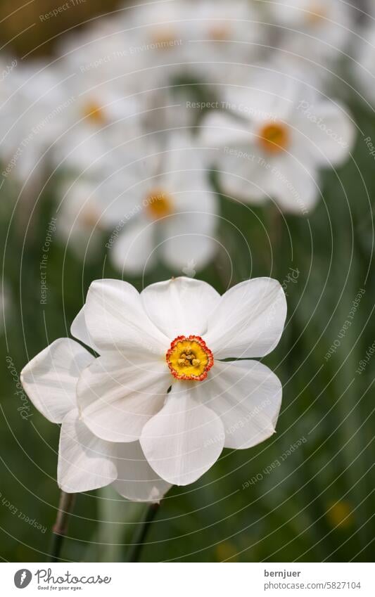 Daffodil blossoms on a sunny day daffodil White Flower Day Light cloud Sky Nature flowers Spring beautiful Beauty Leaf Sun bloom Decoration Garden Plant Summer