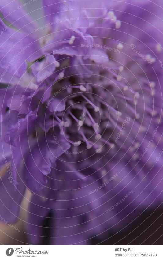 right in the middle macro Close-up Flower Blossom purple lilac floral