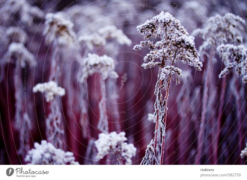 purple winter Environment Nature Plant Winter Ice Frost Wild plant Park Meadow Field Esthetic Cold Red White Power Calm Frozen Colour photo Exterior shot