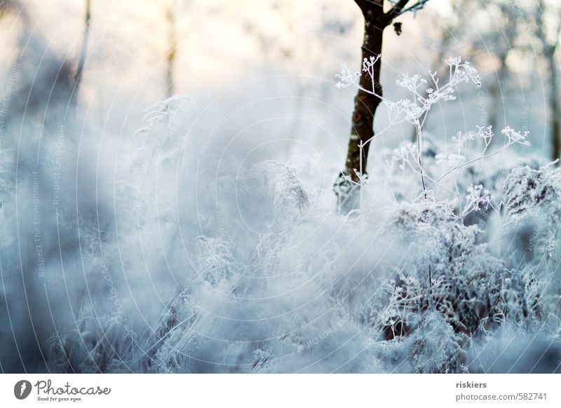 white winter Environment Nature Landscape Plant Winter Ice Frost Snow Wild plant Meadow Field Cold White Calm Idyll Colour photo Subdued colour Exterior shot