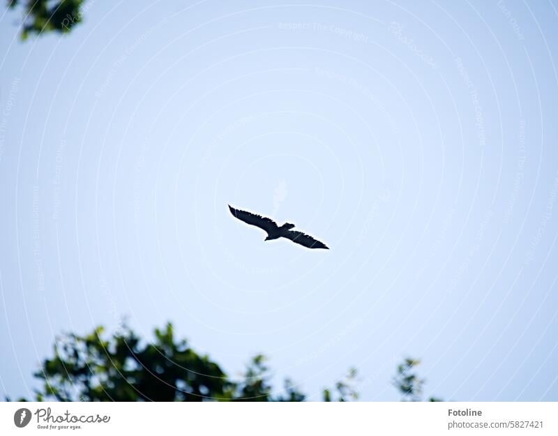 I looked above me in the nature reserve and the sea eagle was circling. At that moment, I wished I had a lens with more oomph. I would have liked to get a much closer shot of this majestic bird.