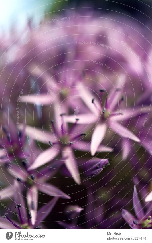 ornamental garlic Plant Spring Pink blossoms Flower blurriness Environment Summer Blossoming Garden Nature purple Violet ornamental blossom delicately flowery