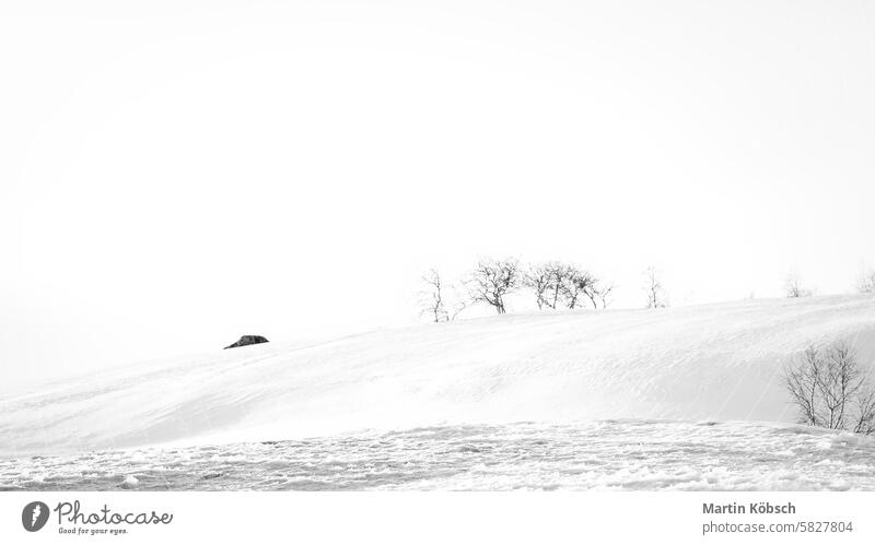 Norwegian high mountains in the snow. Hills with bare trees. Snowy landscape Winter winter landscape ice cold frost white magic road light lantern motif path