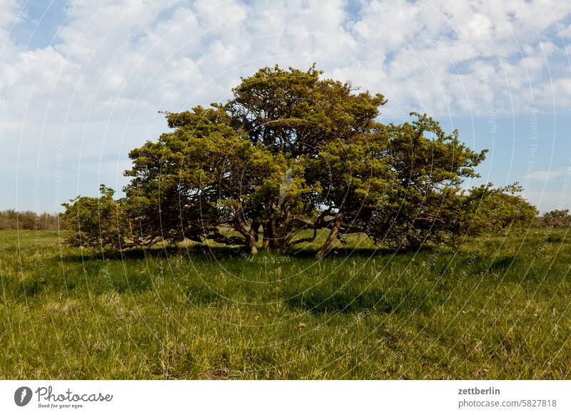 Hiddensee - Tree on the Old Bessin holidays Spring greaves Island Mecklenburg Ocean MV Baltic Sea voyage Summer Sun Beach Tourism vacation Vitte pre-Pomerania