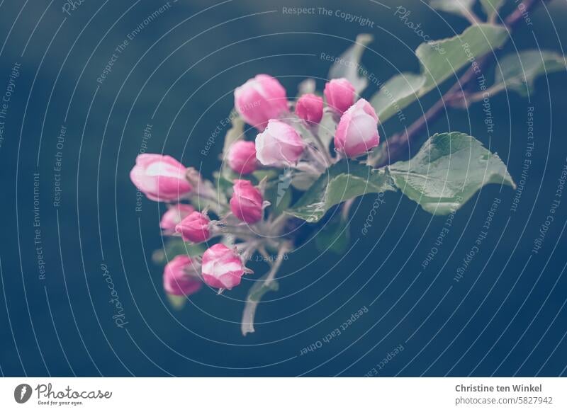 The flower buds on the apple tree open Bud apple tree blossoms pink-white Spring Apple tree Close-up Blossoming Pink Spring fever spring blossoms naturally