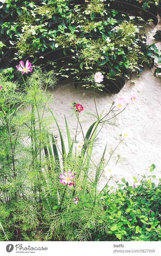 Cosmea blooms in the cottage garden Cosmea flower Cosmos Cosmea flowers Country  garden garden wall garden flowers Ivy ornamental plants Garden plants blossom